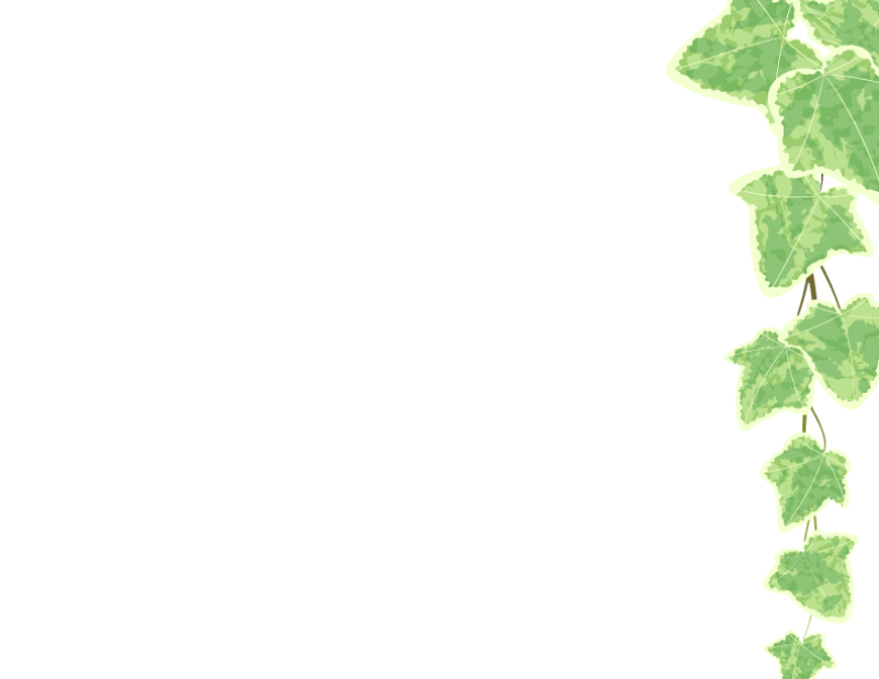 アイビーの画像